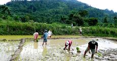Alternate cultivation may bring smile back to farmers