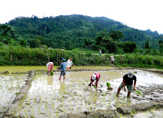 Alternate cultivation may bring smile back to farmers