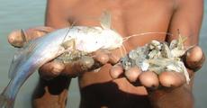 Dying fishes on the river Brahmaputra