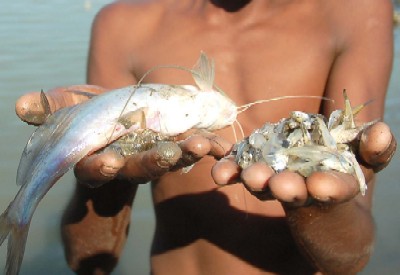 Dying fishes on the river Brahmaputra