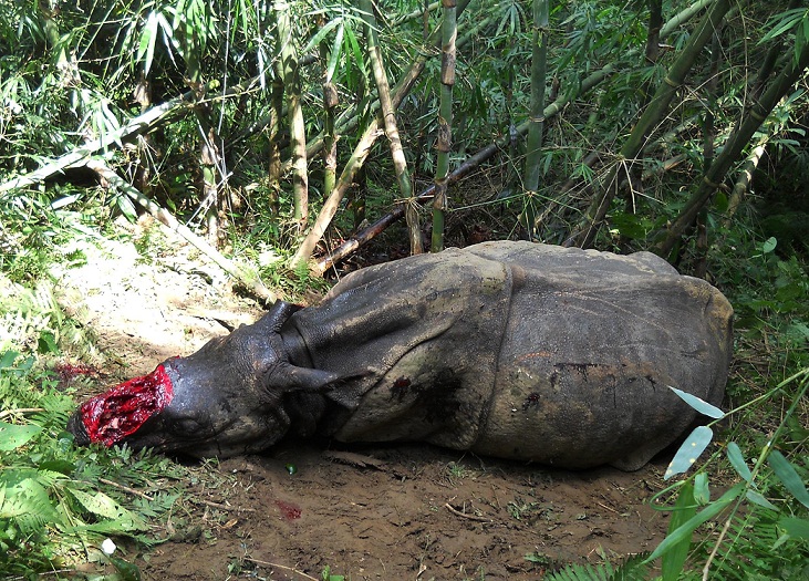 Aaranyak express grave concern on rhino poaching