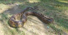 Python rescued at Kalaigaon