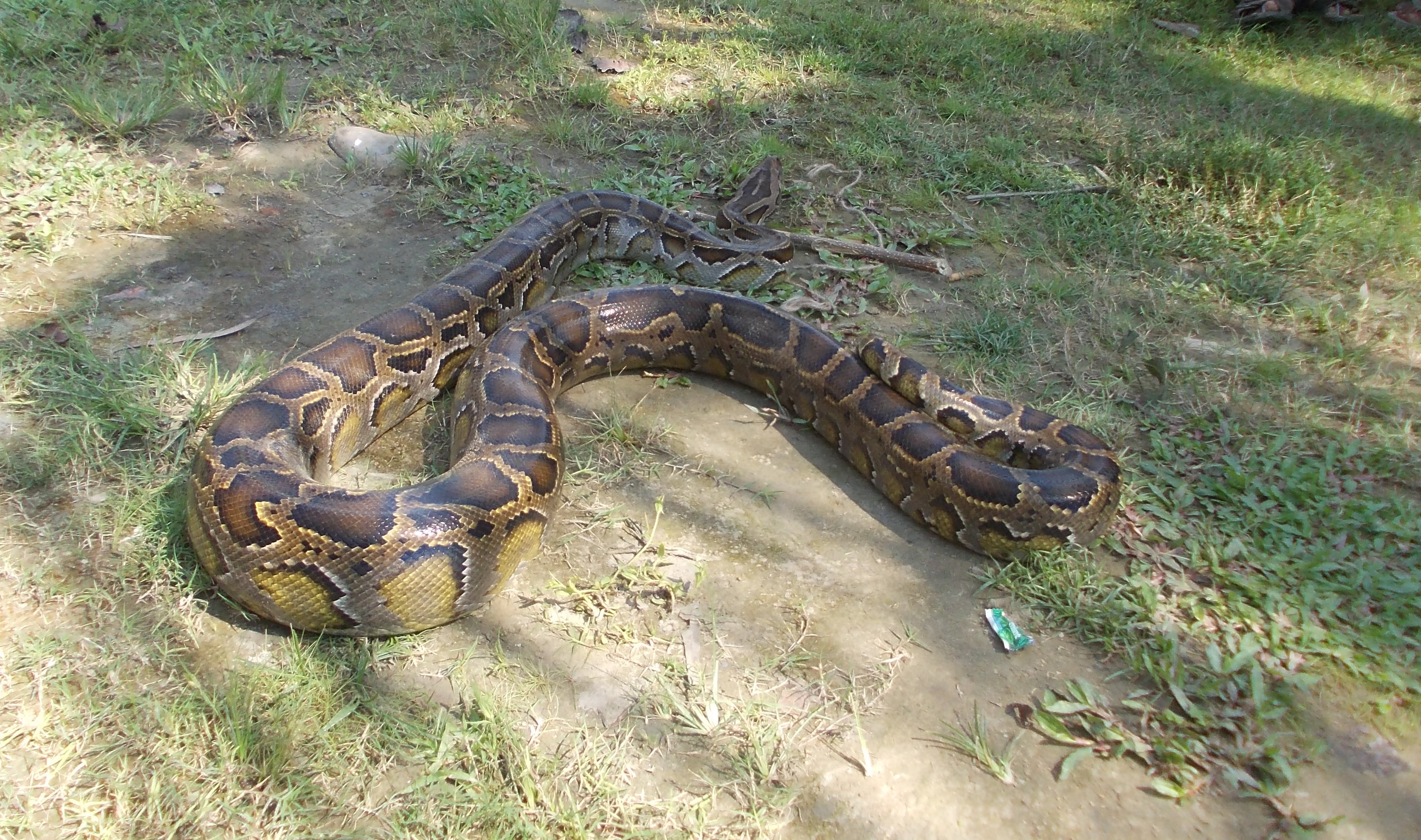 Python rescued at Kalaigaon