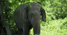 Deaths of wild elephants in Udalguri