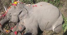 Wild elephant found dead in Udalguri