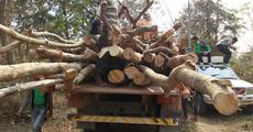 Unabated felling of trees continues in Khalingduar