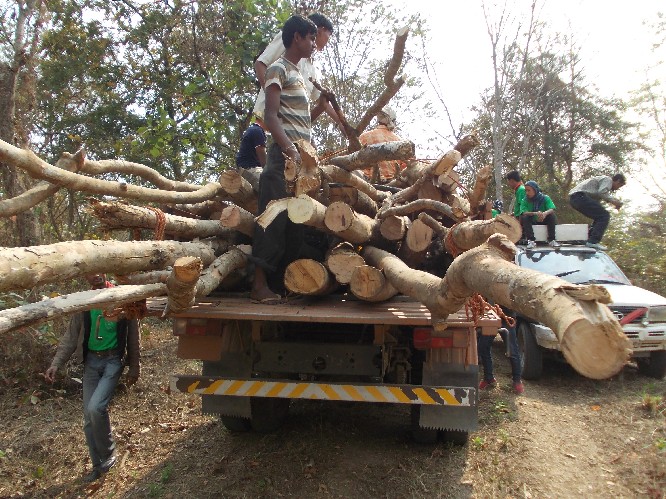 Unabated felling of trees continues in Khalingduar