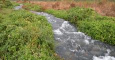 Call of wild Udalguri