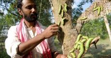 Degrading sericulture in Assam