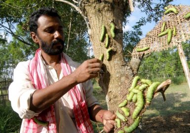 Degrading sericulture in Assam
