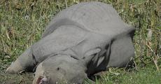 Rising Incidence of Rhino Poaching in Assam