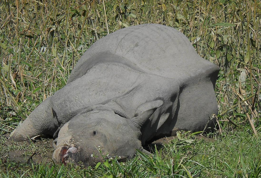 Rising Incidence of Rhino Poaching in Assam