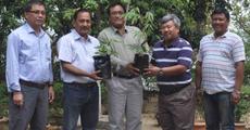 New bamboo species to Dima Hasao