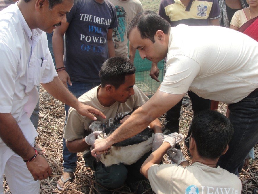 Endangered Greater Adjutant stork  released