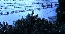 Sparrows buy home in Guwahati