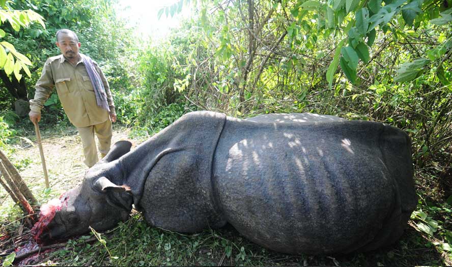 Poisoning Rhino Horns