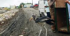 Greater adjutant stork rehabilitated