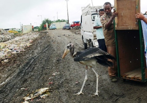 Greater adjutant stork rehabilitated
