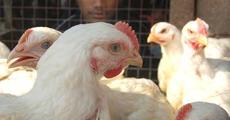 Bird Flu Alert
