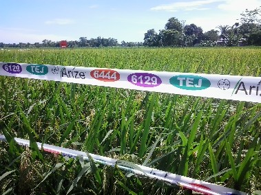 Multi-cropping yields good harvest at Sonertari 