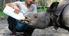 Rescued rhino calf relocated to Manas