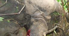 Another rhino poaching in KNP
