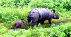 Third hand-reared Rhino gives birth in Manas