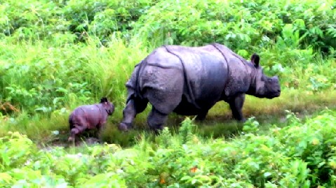 Third hand-reared Rhino gives birth in Manas