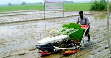 Mechanized paddy plantation at Mirza