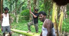 Plantation of elephant fodder