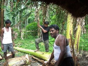 Plantation of elephant fodder