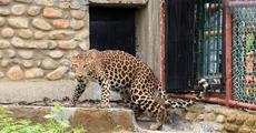 Hand-reared leopard moved to Zoo from CWRC