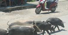 Open pig farming banned at Nazira subdivision