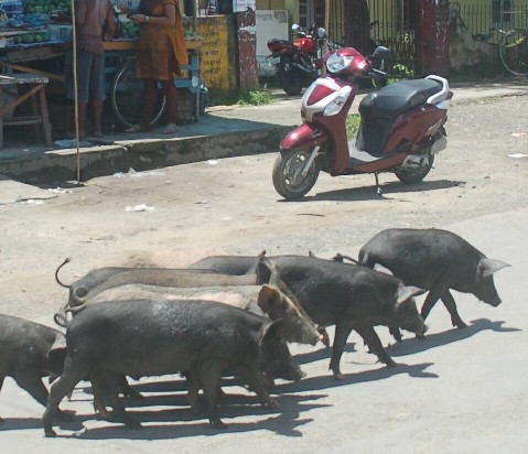 Open pig farming banned at Nazira subdivision