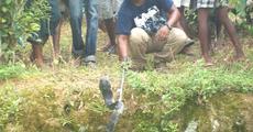 King cobra rescued & rehabilitated