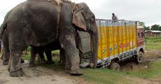 Tusker translocated