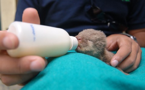 Otters pups rescued from KNP