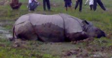 Rhino killing and its motives