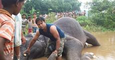 Elephant shot dead, tusks hacked