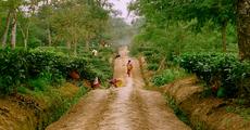Tea tourism