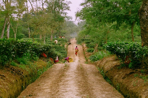 Tea tourism