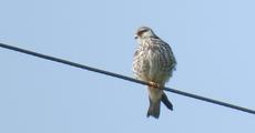 Amur Falcons at Morigaon   