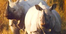 Poaching poses serious threat to Kaziranga