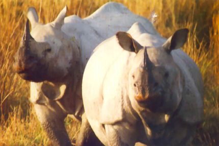 Poaching poses serious threat to Kaziranga