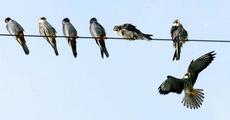 Amur Falcons