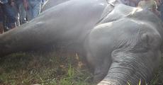 HEC turns serious in Udalguri district: 2 more wild elephants killed
