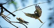 Remarkable turnaround: No Amur falcon hunted in Doyang roosting site this season