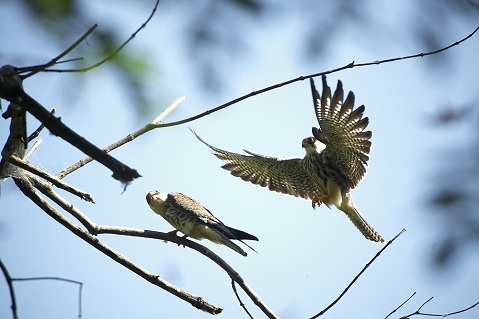 Remarkable turnaround: No Amur falcon hunted in Doyang roosting site this season
