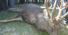 Sambar deer killed near Coramore