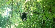Sixth family of eastern hoolock gibbons shifted to Mehao WLS